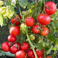 tomata-betalux